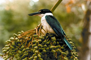 File:KingfisherColleredAliReza.jpg
