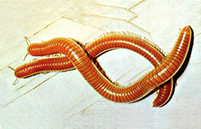 File:Millipedes(animal).jpg