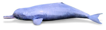 File:AquaticMammal.jpg