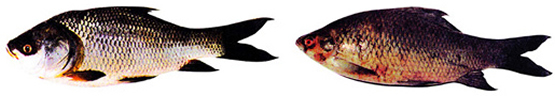 File:Carp2.jpg