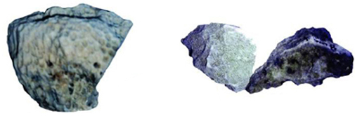 File:Coral02.jpg