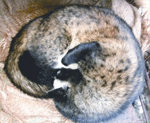 File:Paradoxurushermaphroditus.jpg