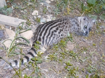 File:ViverriculaIindica .jpg