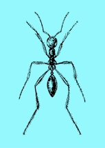 File:Ant.jpg