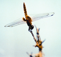 File:Dragonfly2.jpg