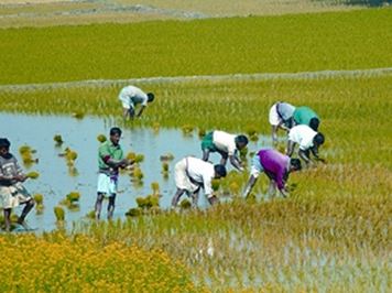 File:RicePlant.jpg