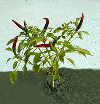 File:Chilli.jpg