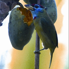 File:BarbetBlue-throated.jpg