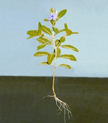 File:DicotPlant.jpg