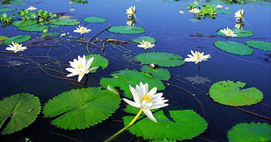 File:WaterLily.jpg