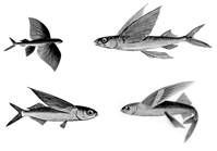 File:FlyingFish.jpg