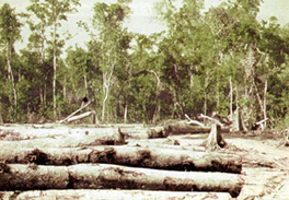 File:ForestReservedKasalong.jpg