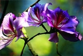 File:GardenFlowerRaktakanchan.jpg