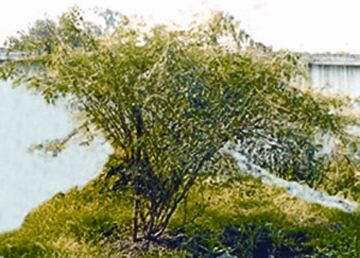 File:Indigo.jpg