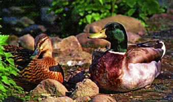 File:DuckComb.jpg
