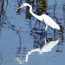 File:EgretGreat.jpg