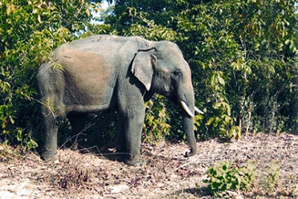 File:Elephant.jpg