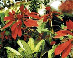 File:Shrub4.jpg