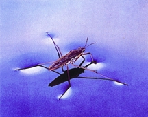 File:BiodiversityWaterStrider.jpg