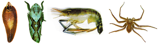 File:Fauna1.jpg