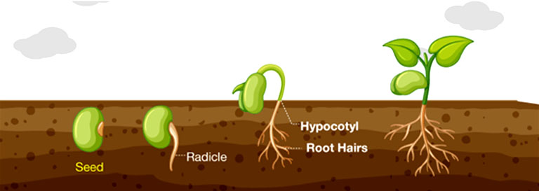 File:Germination.jpg