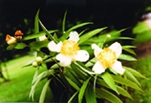 File:GardenFlowerIronwood.jpg