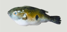 File:BiodiversityPatkamach.jpg