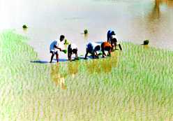 File:Farming02.jpg