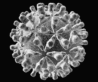 File:Hepatitis1.jpg