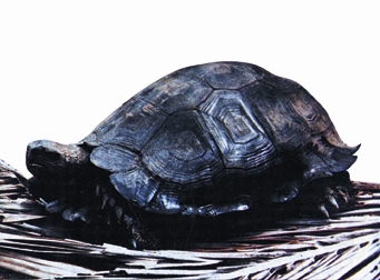 File:Reptile.jpg