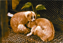 File:SlowLoris.jpg