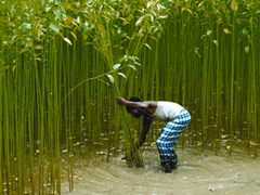 File:JuteCutting.jpg