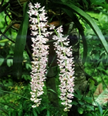 File:OrnamentalPlants6.jpg