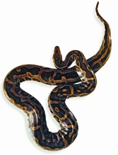 File:Python.jpg