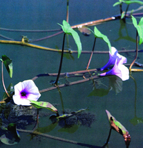 File:Aquaticplant01.jpg