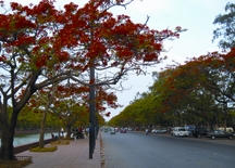 File:Krishnachura.jpg