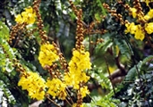 File:GardenFlowerRusyShield.jpg