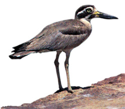 File:Plover.jpg