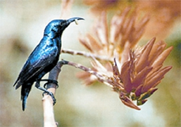 File:Sunbird.jpg