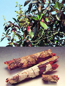 File:Cinchona.jpg
