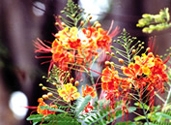 File:GardenFlowerRadhachura.jpg