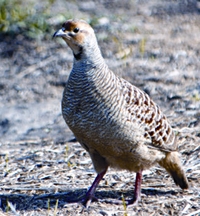 File:BirdGreyFrancolin.jpg