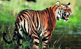 essay about tiger in bengali