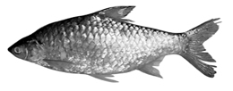 File:ExoticFishRajPunti.jpg