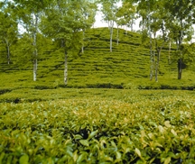 File:TeaPlantion.jpg