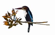 File:WhitebreastedKingfisher.jpg