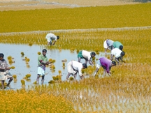 File:AgrcultureRicePlant.jpg