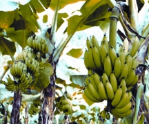 File:Banana.jpg