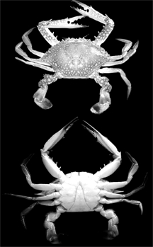File:Crab.jpg
