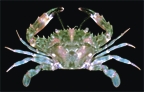 File:Crab7.jpg